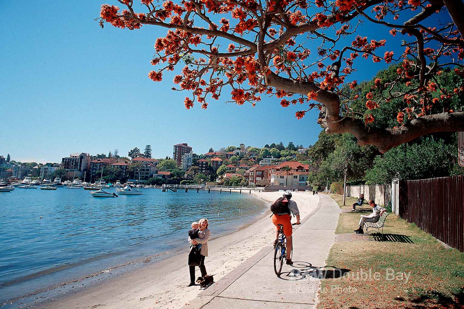 8 South Avenue Double Bay