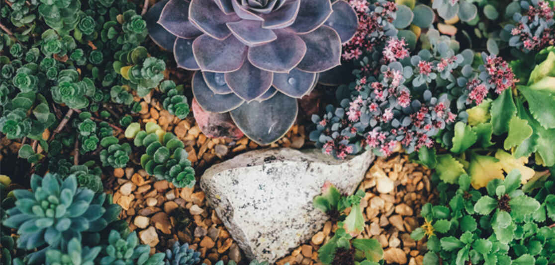 Poolside garden succulents